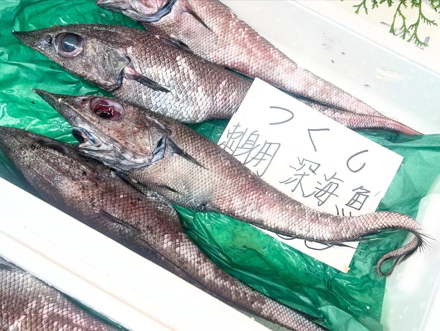 本日鬼髭(別名つくし)といわれる市場に滅多に流通しない非常に...