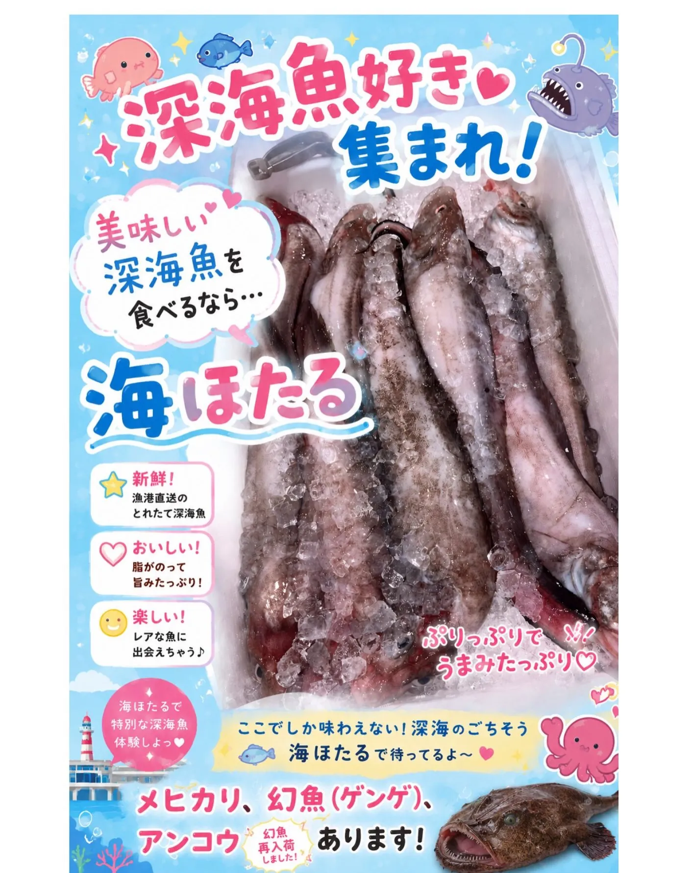 人気No1の深海魚 幻魚 再入荷できました。